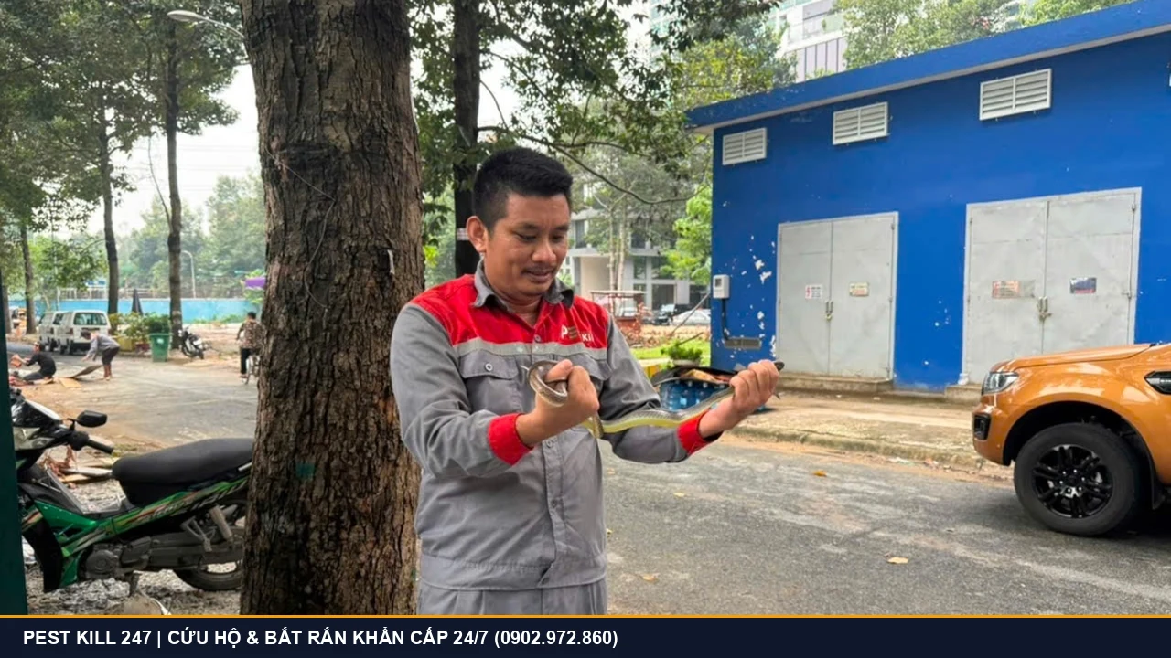 Kỹ thuật viên Pest Kill 247 khống chế an toàn cá thể rắn ráo bò vào nhà dân tại TPHCM